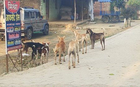 पादुमपुर चौराहे पर आवारा कुत्तों की भरमार आतंक