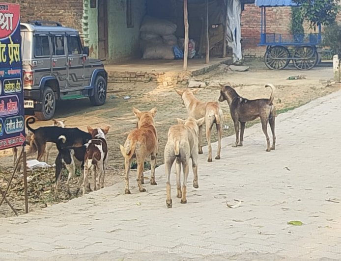 पादुमपुर चौराहे पर आवारा कुत्तों की भरमार आतंक