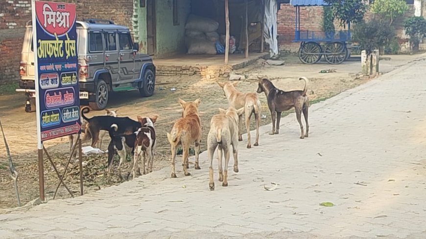 पादुमपुर चौराहे पर आवारा कुत्तों की भरमार आतंक